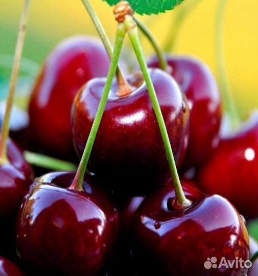 Черешня саженцы