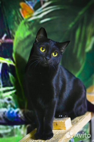 Котенок девочка