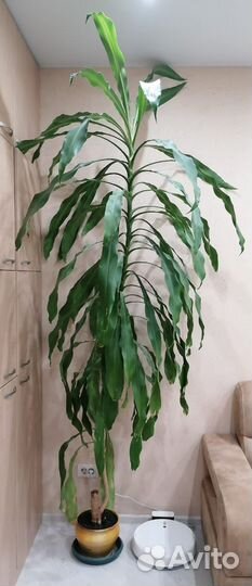 Пальма драцена