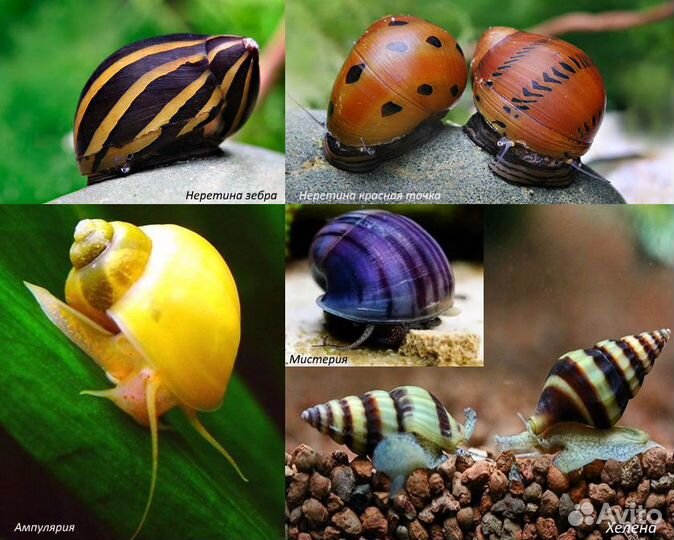 Аквариумные улитки