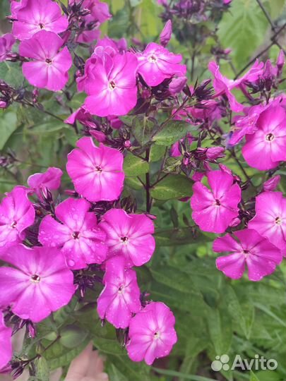 Флоксы, лилейники, астильба