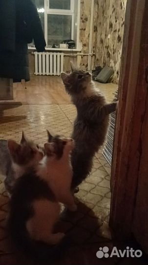 Котята ищут дом и заботливых хозяев