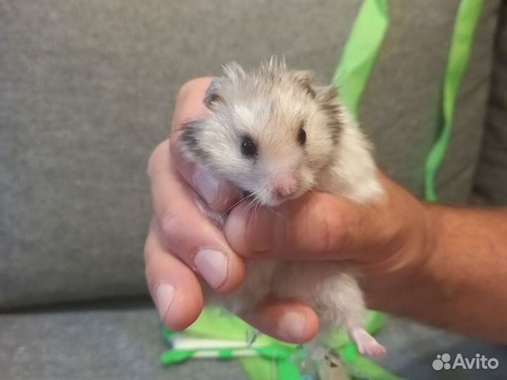 Сирийские хомячки