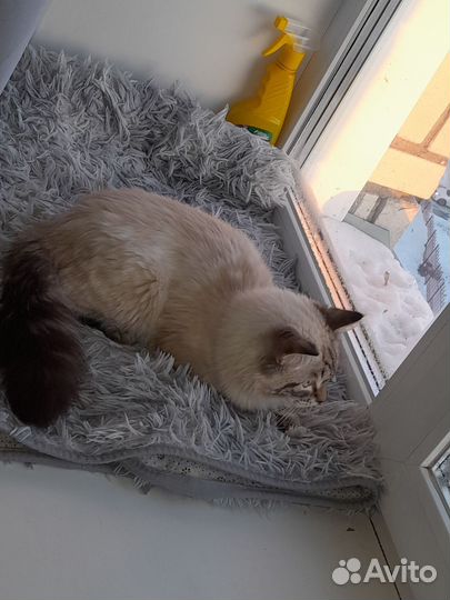 Сибирский кот