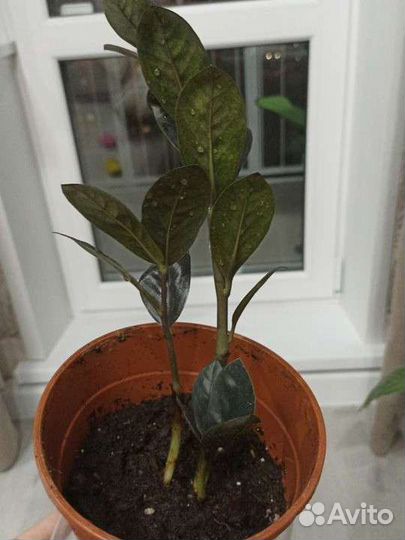 Замиокулькас черный равен raven