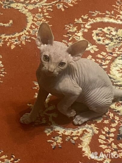 Канадский сфинкс