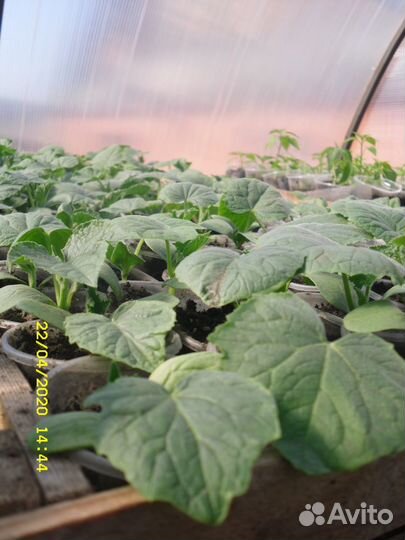 Рассада овощей и цветов