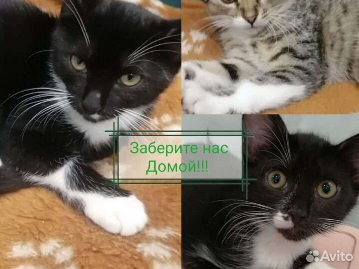 Кошки в добрые руки бесплатно