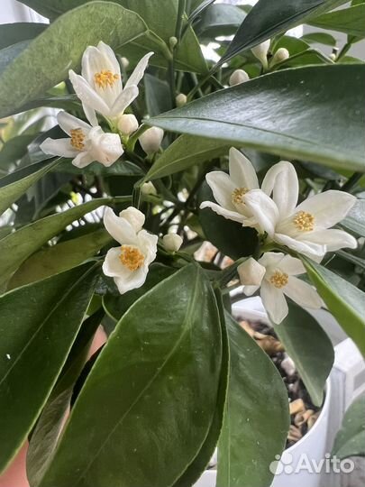 Коллекция домашних цветов оптом