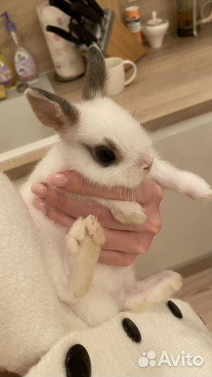 Карликовый кролик (мальчик)