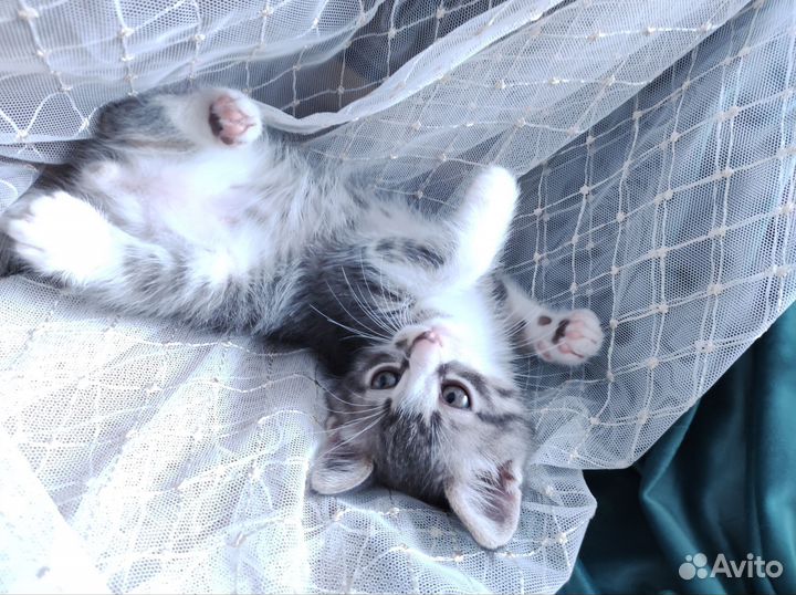 Котёнок девочка