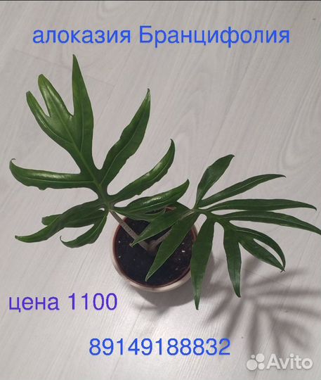 Алоказия Бранцифолия