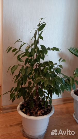 Комнатные цветы