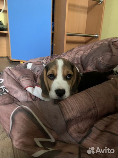 Щенки бигль