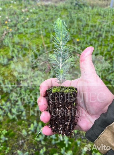 Сеянцы на лесовосстановление Ель Голубая зкс