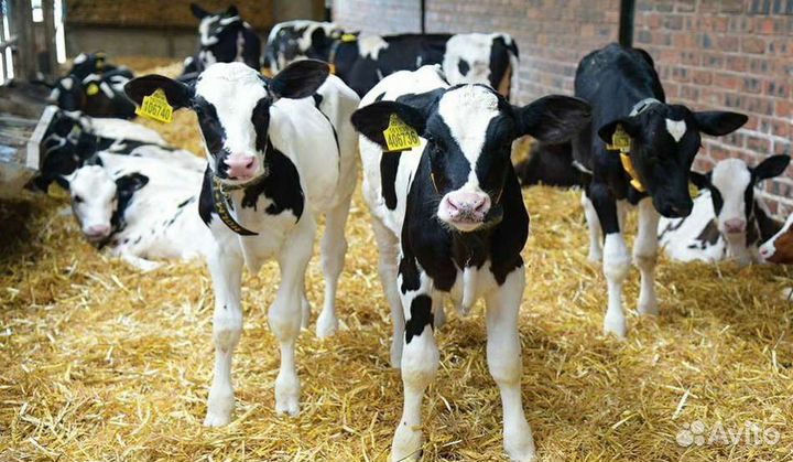 Холмогоры Голштины Бычок Теленок Телки