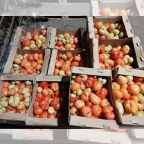 Виноград для вино