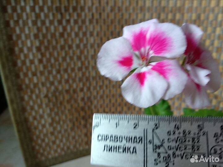 Герань