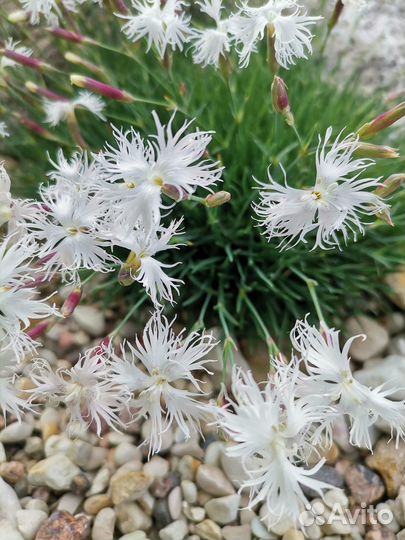 Гвоздика песчаная