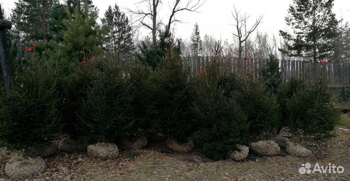 Саженцы ели от производителя экстра класс