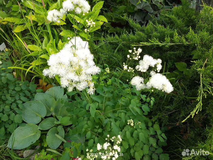 Василистник белый