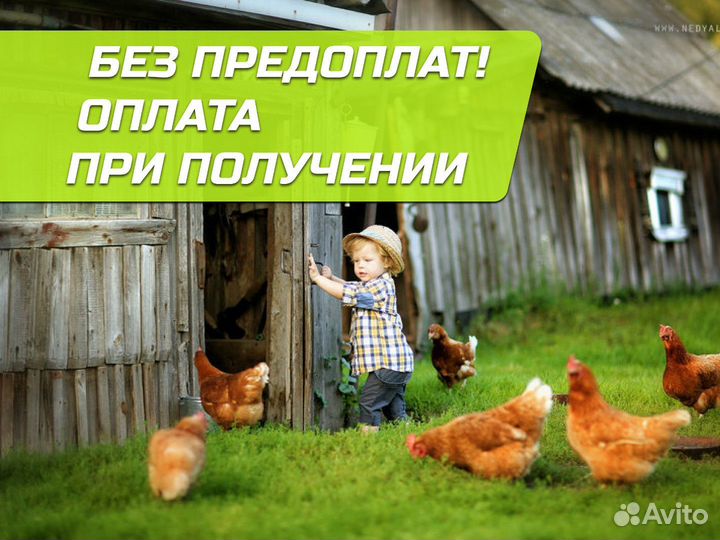 Куры несушки Кубанские красные