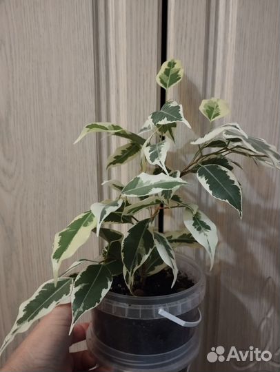 Фикус бенджамина