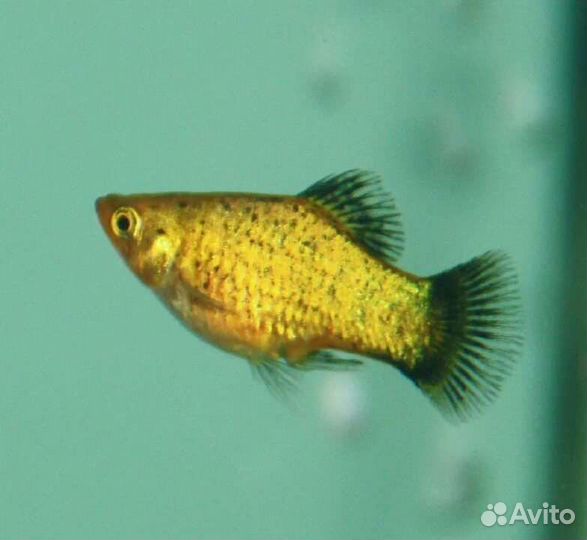 Продам малька рыбок