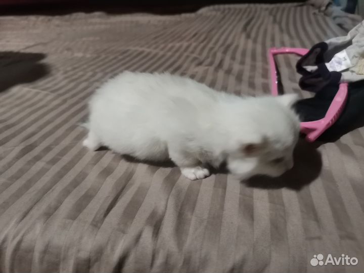 Британские котята