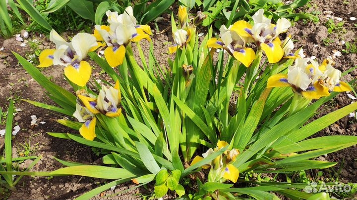 Ирисы карликовые