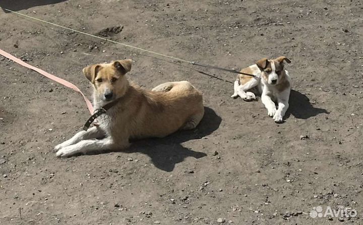 Собаки бесплатно в добрые руки щенки