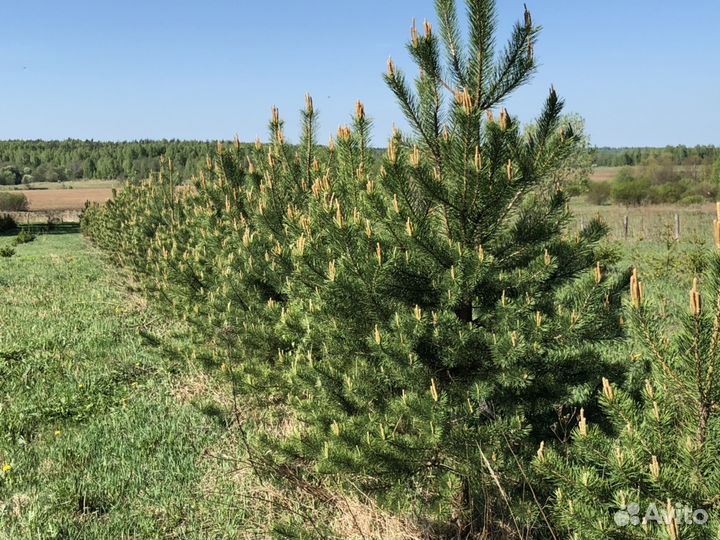 Сосна обыкновенная