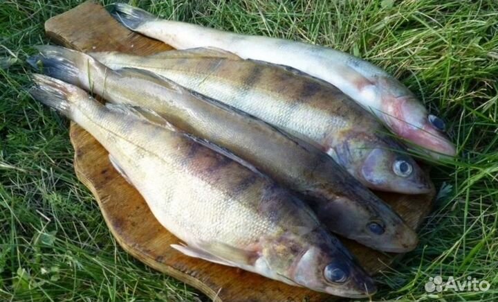Свежая речная рыба