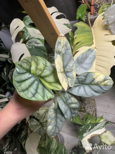 Алоказия сильвер драгон ауреа