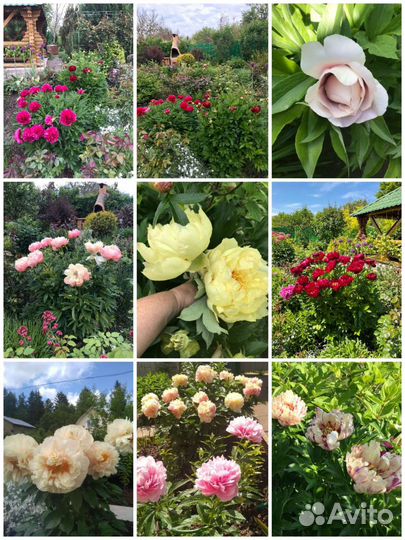 Корни пионов со своего сада