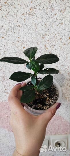 Гардения жасминовидная