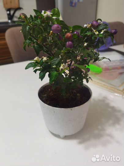 Перец декоративный острый комнатный