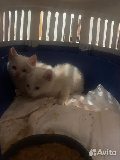 Белые ангелочки котята