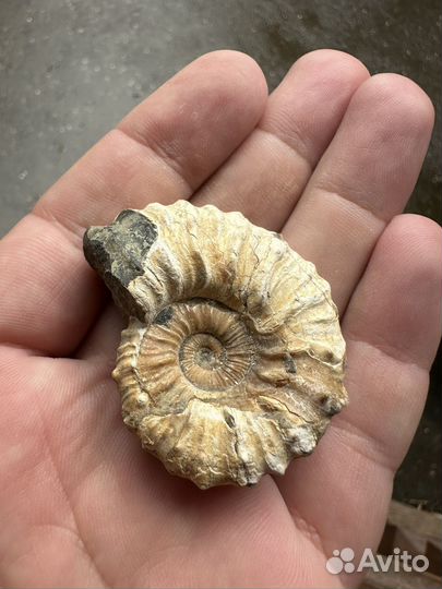 Аммонит в коллекцию