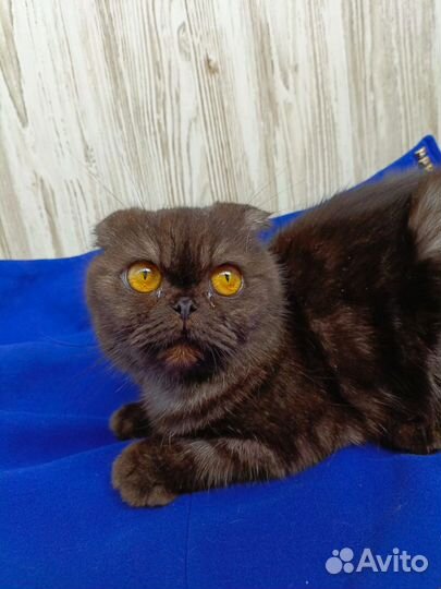 Кошка шотландской породы