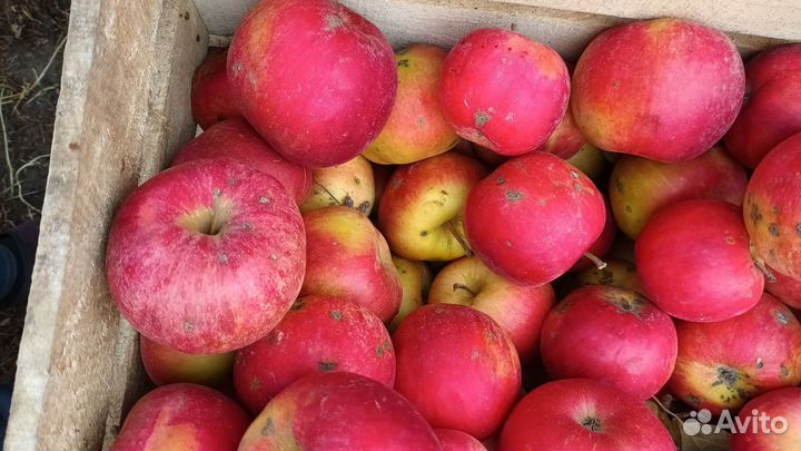 Яблоки домашние