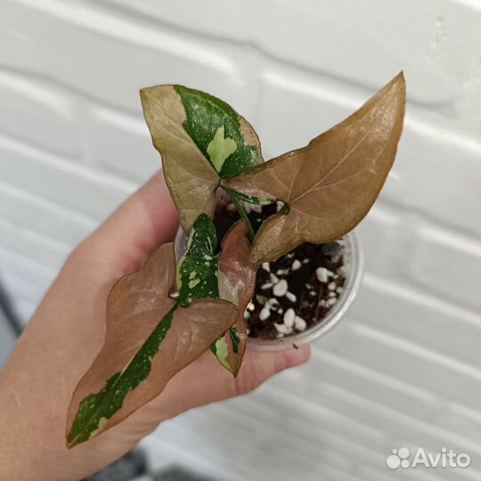 Сингониум ред спот триколор