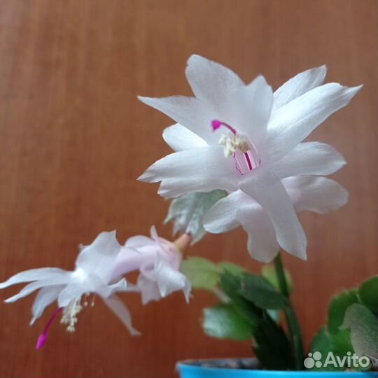 Белый, оранжевый, розовый декабрист (шлюмбергера)