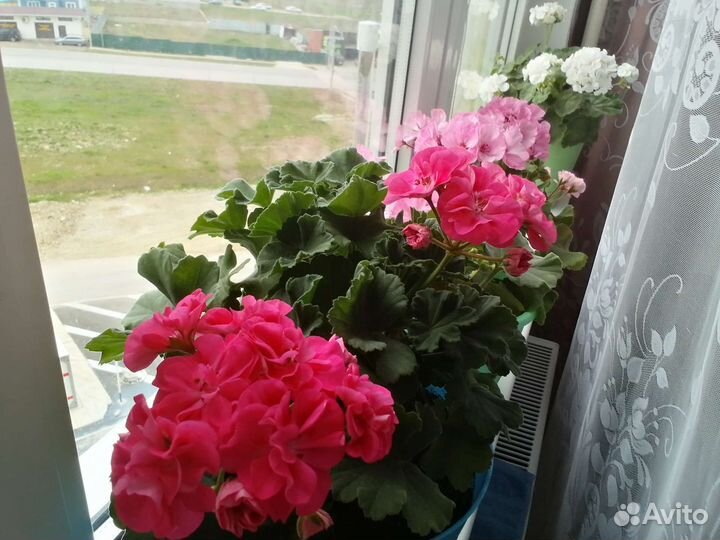 Китайская-роза-герань-столетник-вгоршках