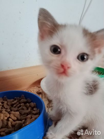 Котята в добрые руки даром бесплатно