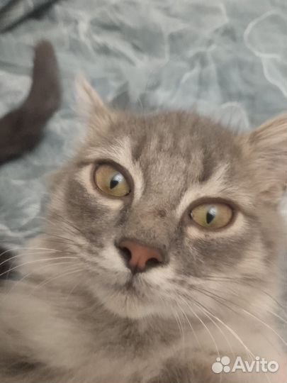 Серый,пушистый,красивый котик очень хочет в семью