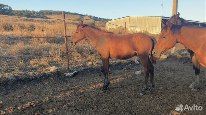 Карачаевская кобыла жеребчик жеребец къ араб
