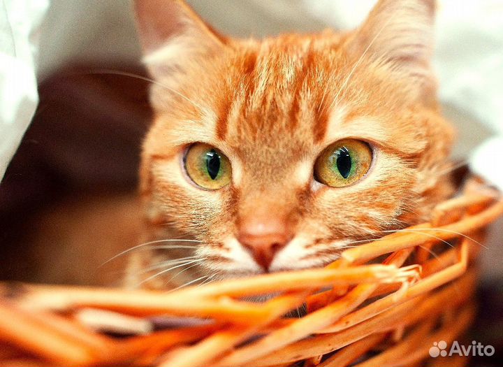 Француженка Виви в поисках дома