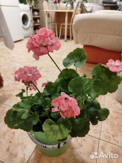 Пеларгония герань