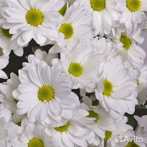 Хризантема кустовая в ассортименте